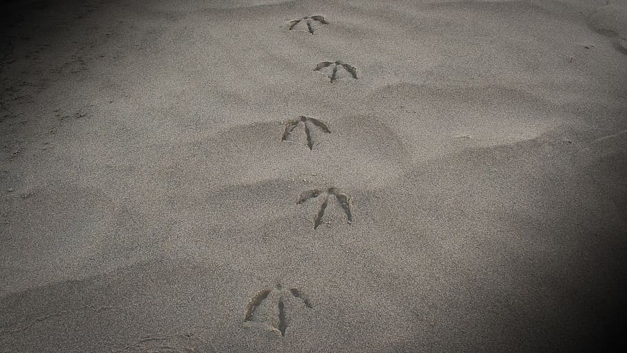 sand, footprints, beach, land, high angle view, nature, no people HD wallpaper