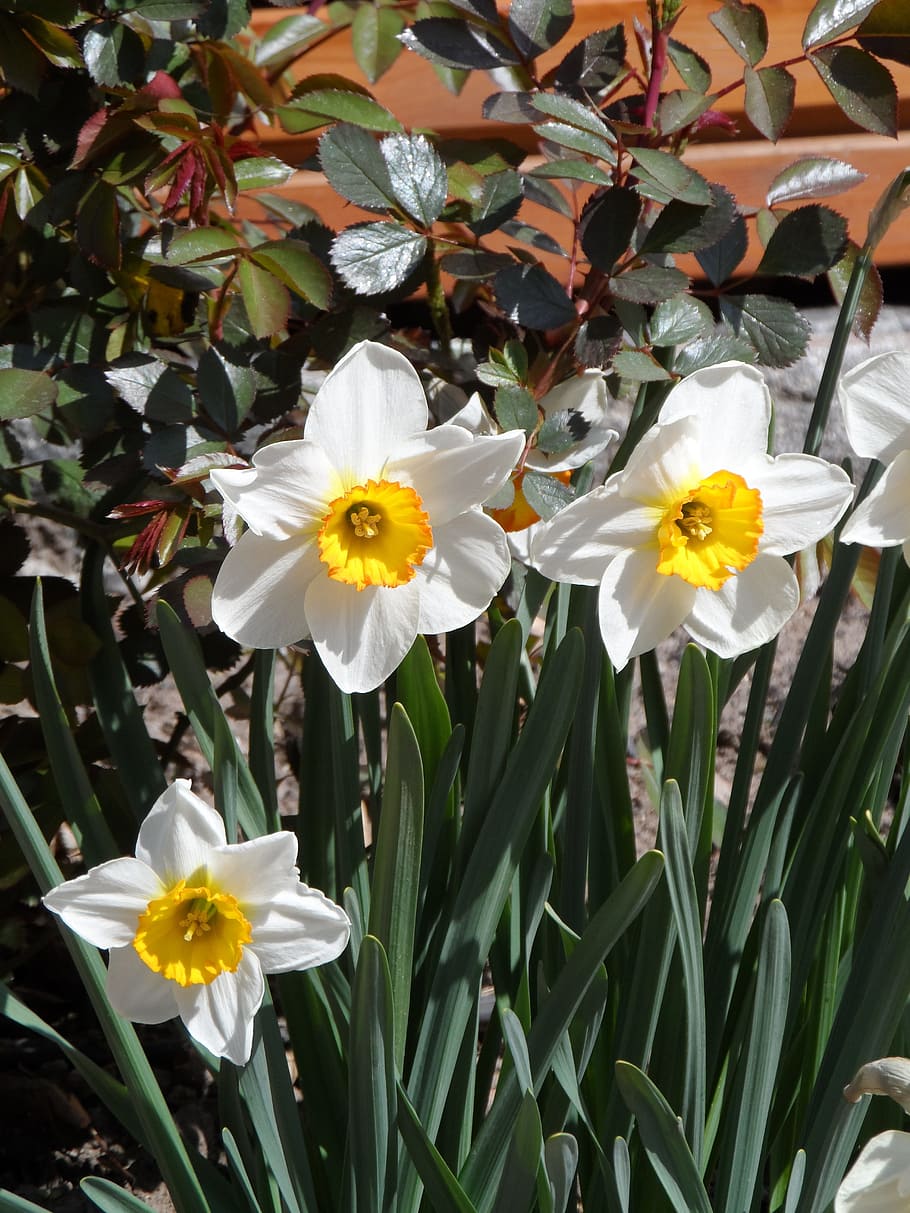 osterglocken, spring, fragrant, white, yellow, flower, nature, HD wallpaper