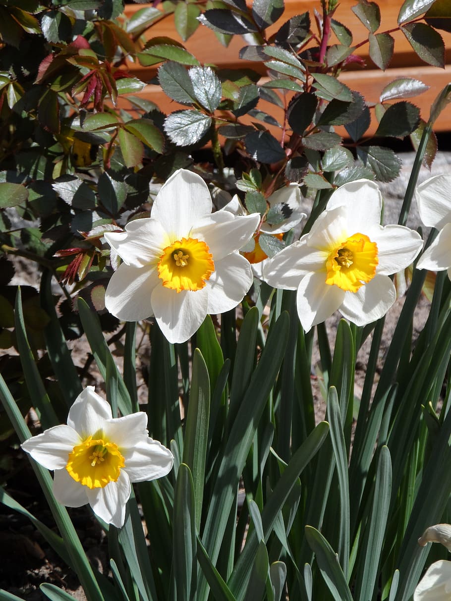 osterglocken, spring, fragrant, white, yellow, flower, nature HD wallpaper