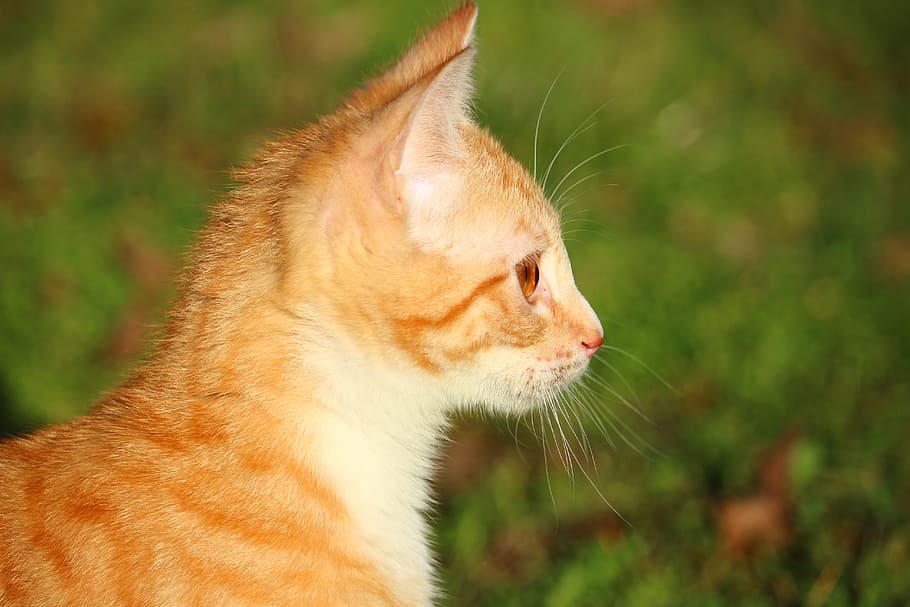 Kitten, Mackerel Tabby, Red Cat, red mackerel tabby, young cat HD wallpaper