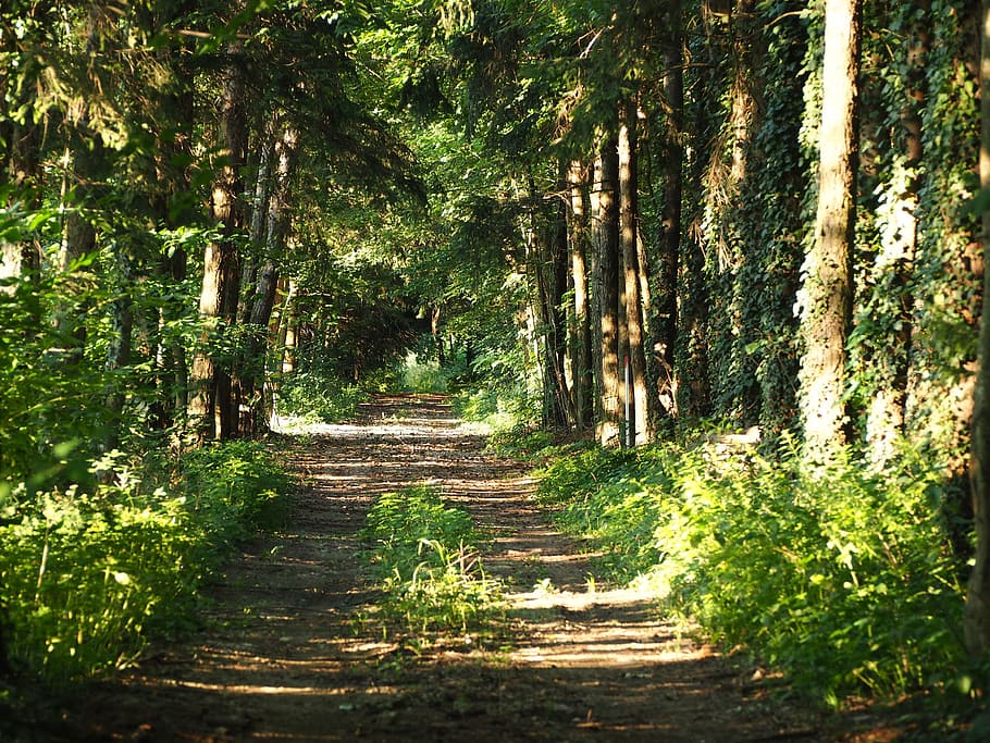 green meadow trees, away, forest, nature, forest path, hiking HD wallpaper