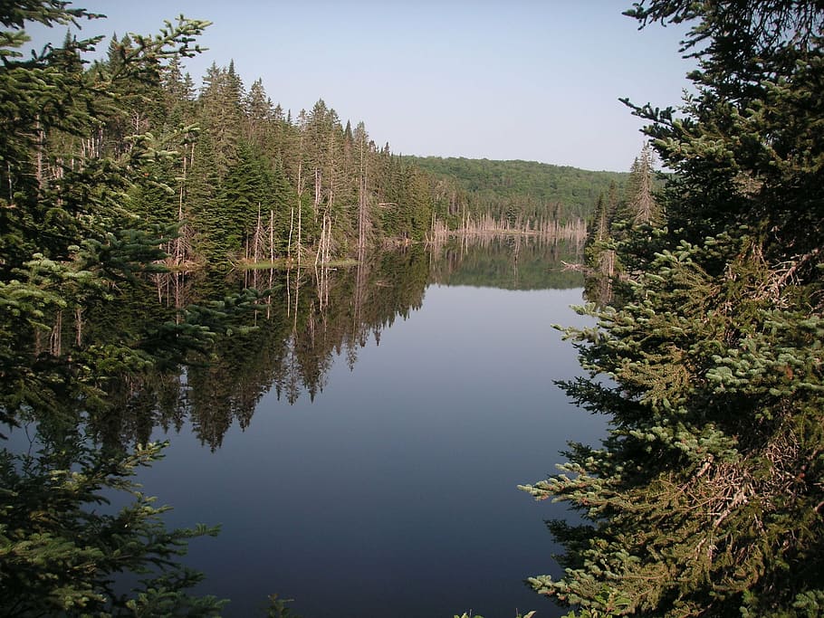 river, forest, nature, water, summer, stream, landscape, blue HD wallpaper