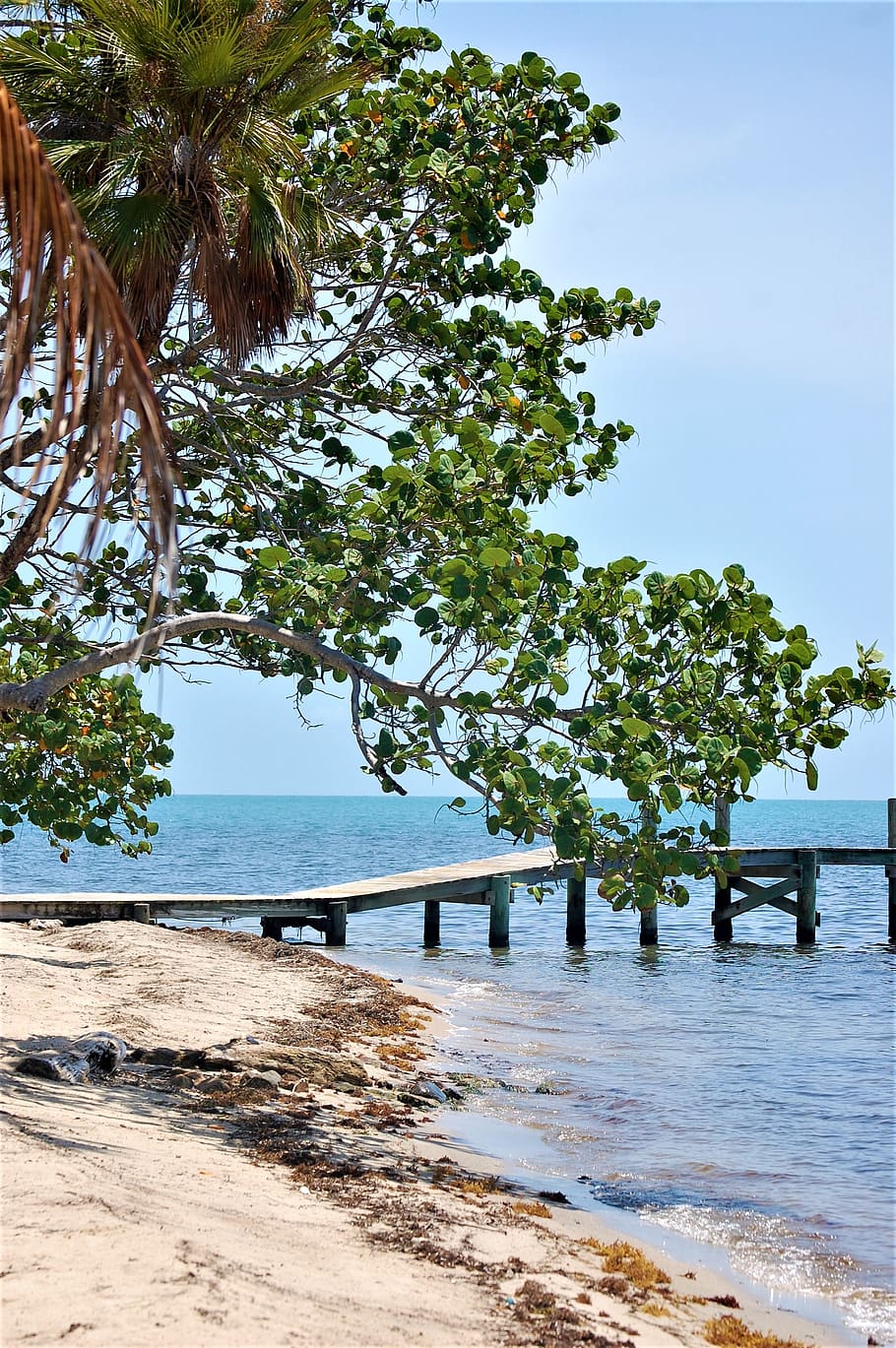 placencia, belize, beach, water, plant, tree, sea, land, beauty in nature HD wallpaper