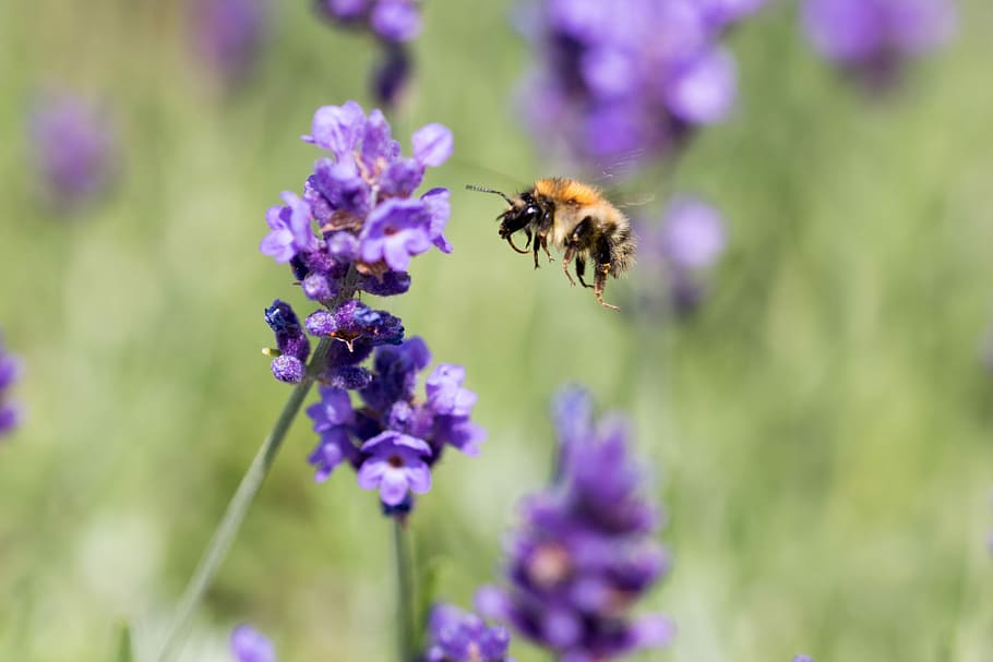 lavender, bee, honey bee, insect, violet, nature, lavender flowers HD wallpaper