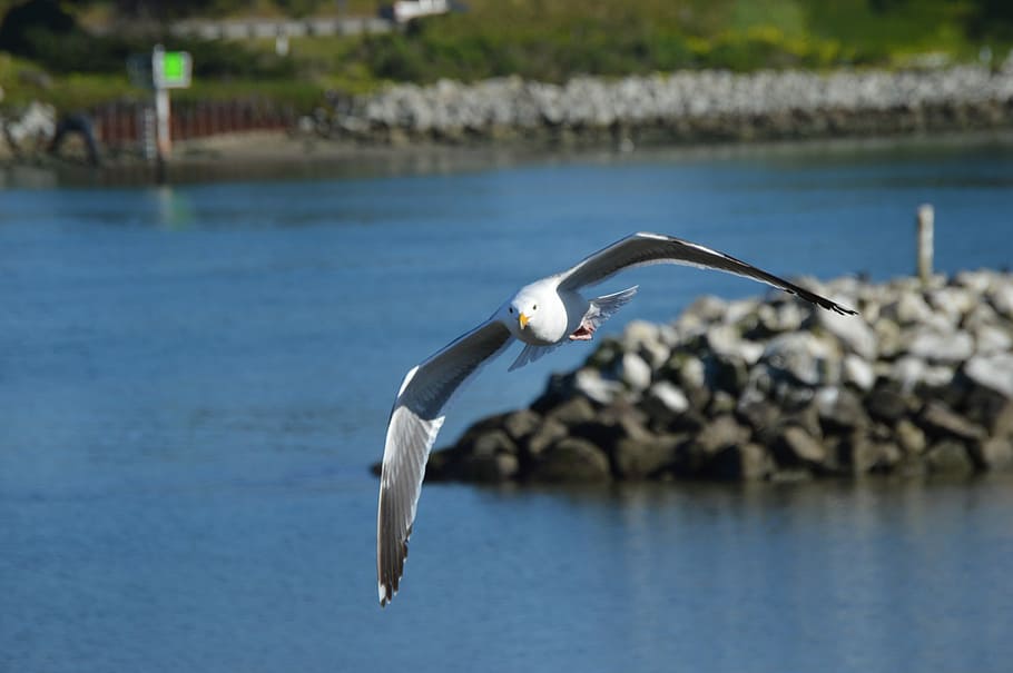 Seagull, Flying, Ocean, Nature, dom, water, no people, day HD wallpaper