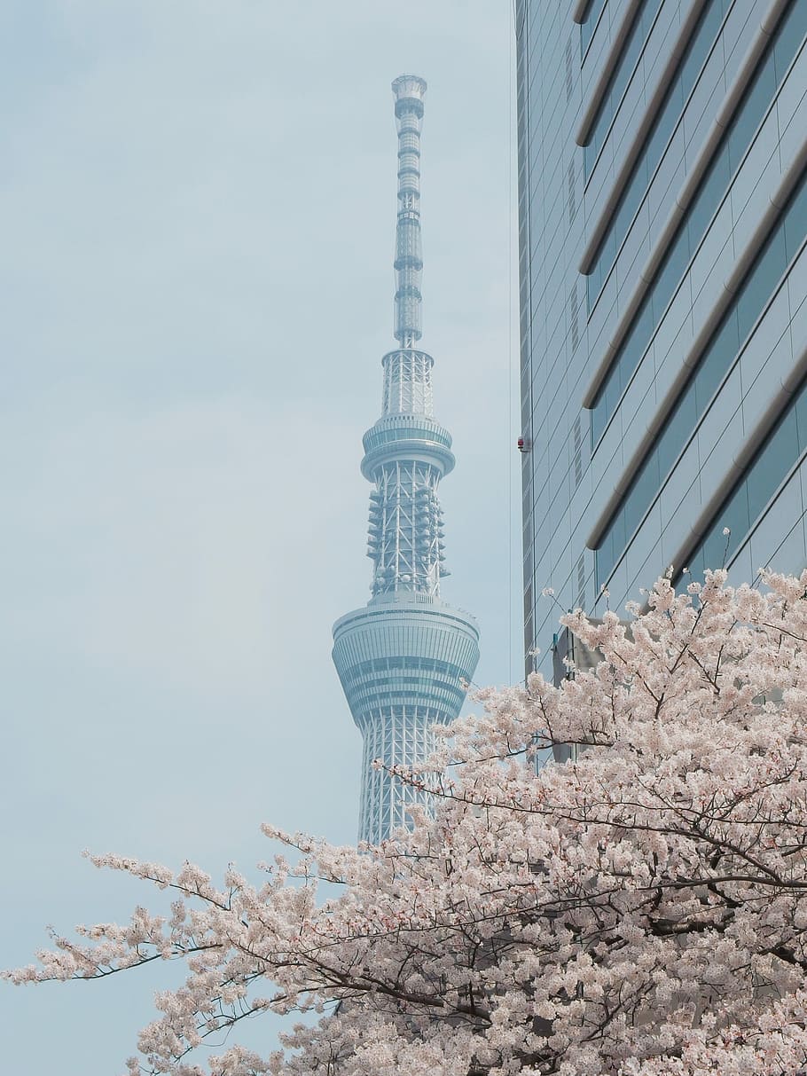 concrete building under white cloud, Tokyo Tower, city, flower HD wallpaper