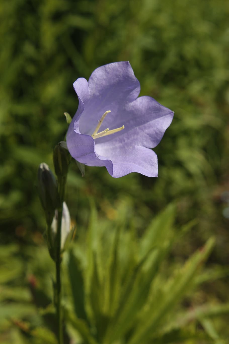 Blossom, Bloom, Bellflower, Spring, nature, violet, garden plant HD wallpaper