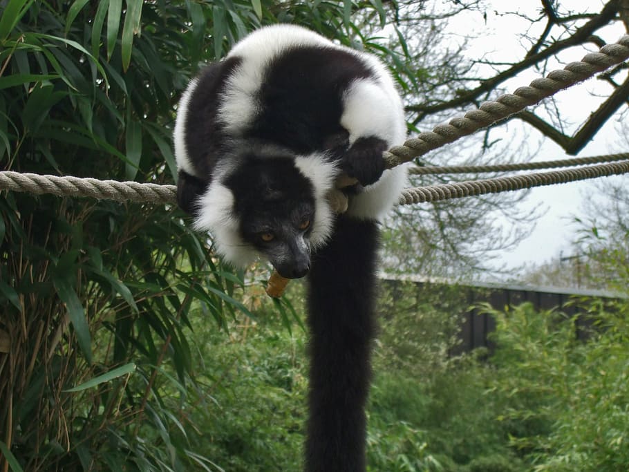 vari, lemur, prosimian, zoo, nature, black and white, animal themes HD wallpaper