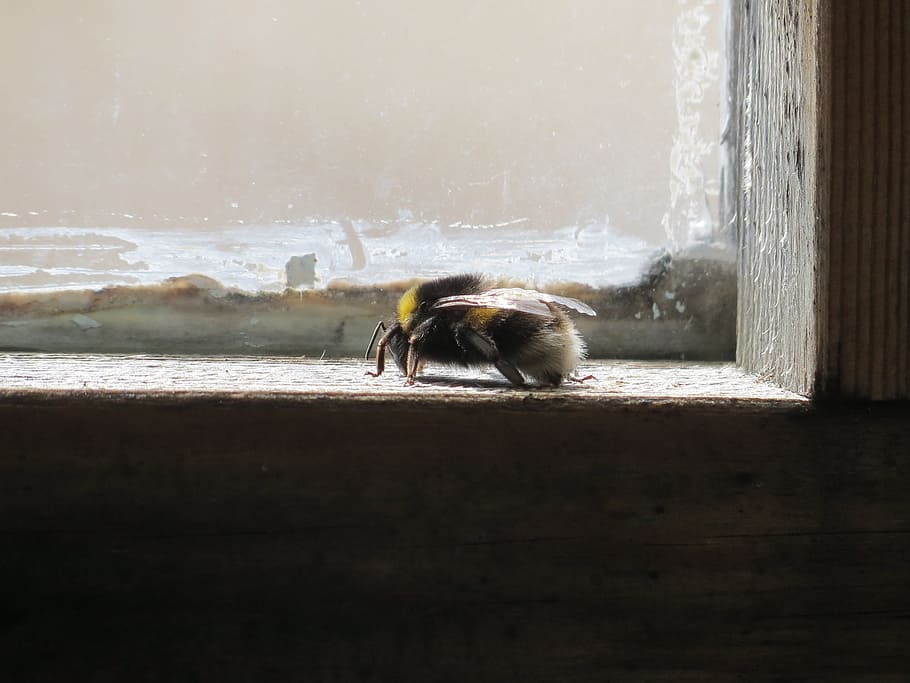 Window, Bumble-Bee, Insect, Striped, Bug, summer, the wings HD wallpaper