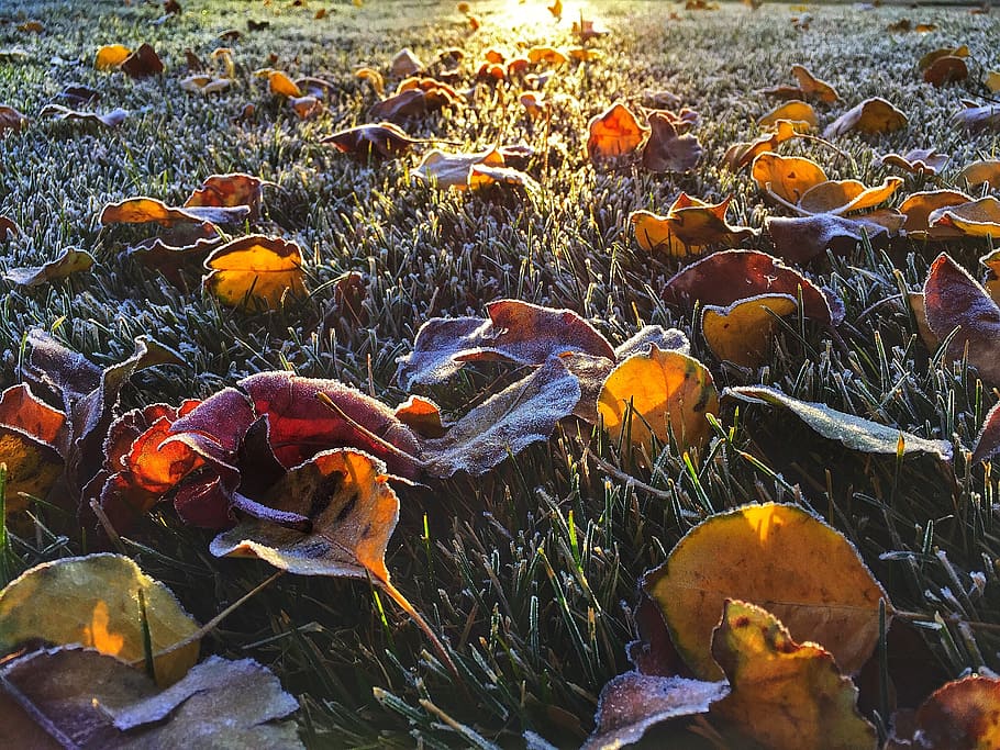 leaves, fall, frost, animals in the wild, animal themes, animal wildlife HD wallpaper