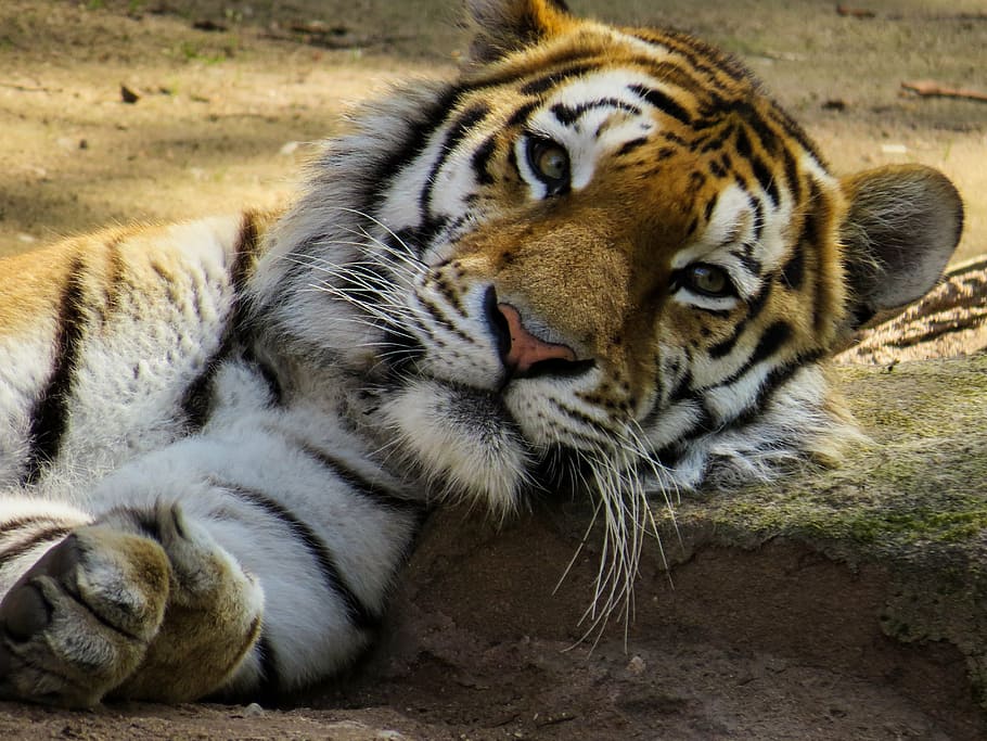 Tiger, head, cat, close, eyes, tired, rest, zoo, relaxation HD wallpaper