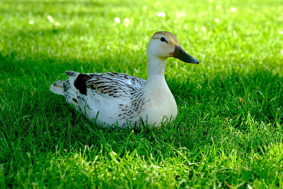 Duck, White, Animal, Water Bird, Bird, Bird, plumage, peaceful, HD wallpaper