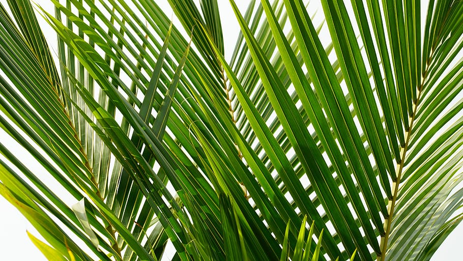 HD wallpaper: coconut leaves, closeup photo of green palm tree, plant, leaf  | Wallpaper Flare