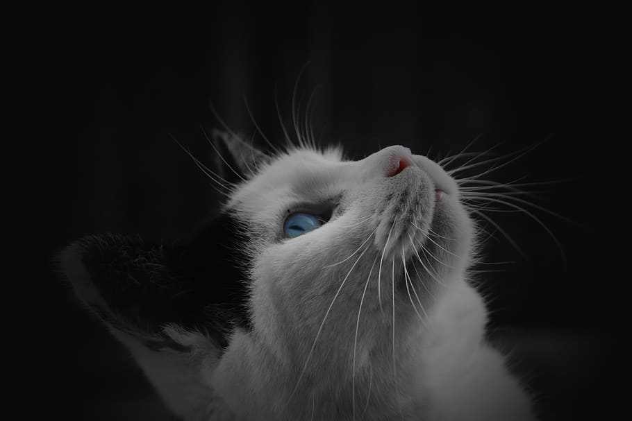 close-up photography of cat looking up, Black, White, Pet, Animal HD wallpaper