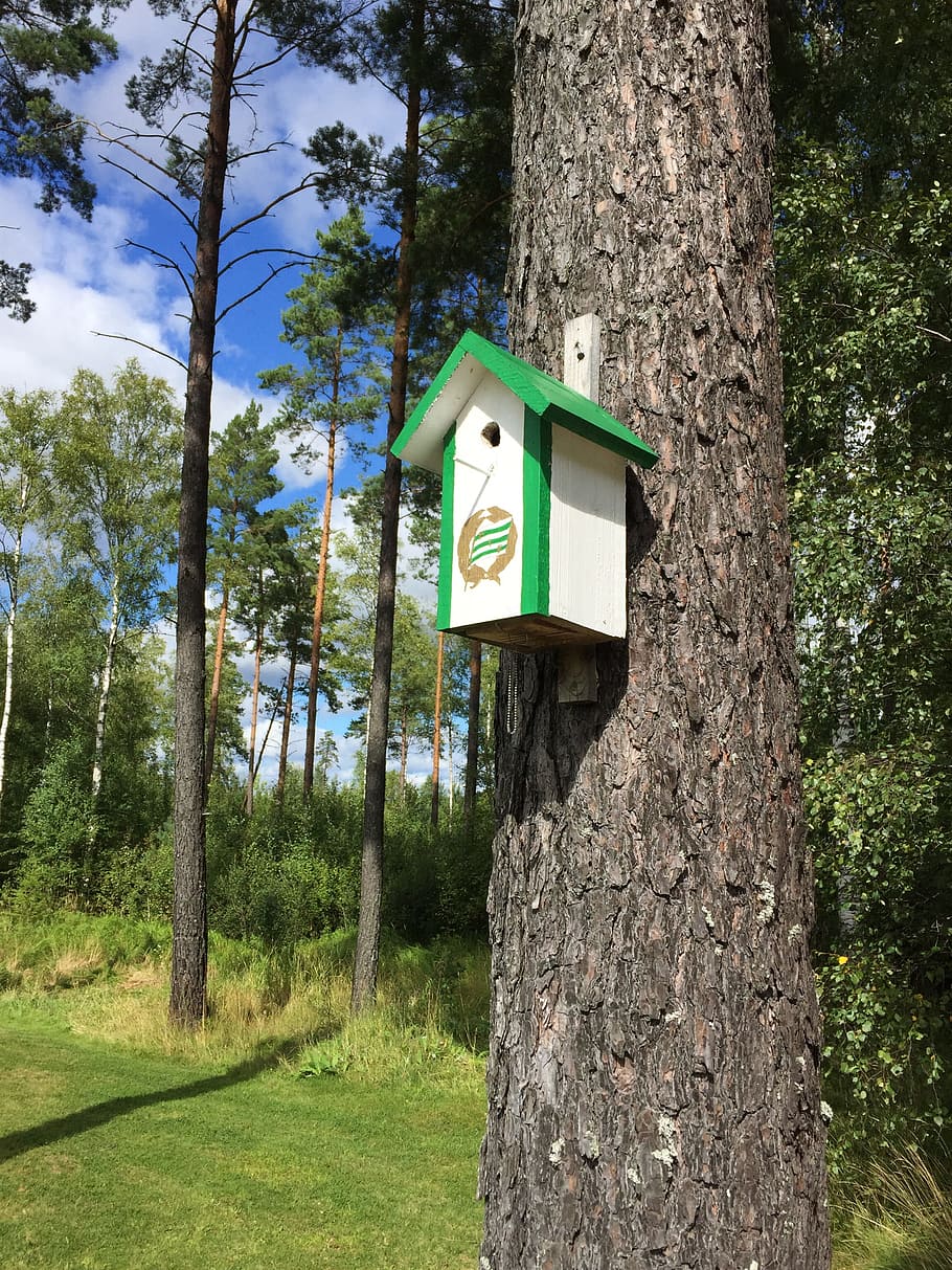 Forest, Tree, Birdhouse, Hammarby, tree trunk, no people, day HD wallpaper