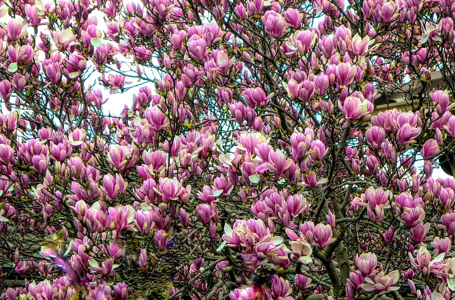 flowers, tree, nature, pink, spring, flowering plant, beauty in nature HD wallpaper