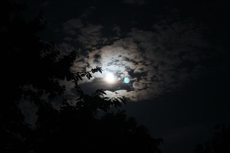 moon, tree, dark, blue, clouds, night, leaves, sky, cloud - sky HD wallpaper