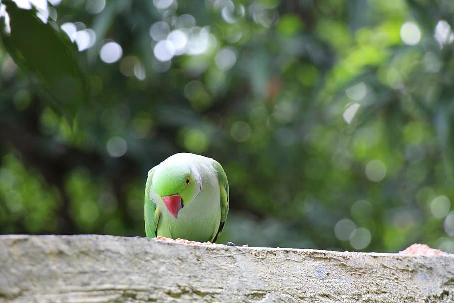 Parrot, Bird, Pet, green, green color, day, outdoors, focus on foreground HD wallpaper