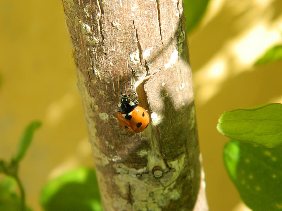 ladybug, beetle, nature, insect, ladybird, animal wildlife HD wallpaper