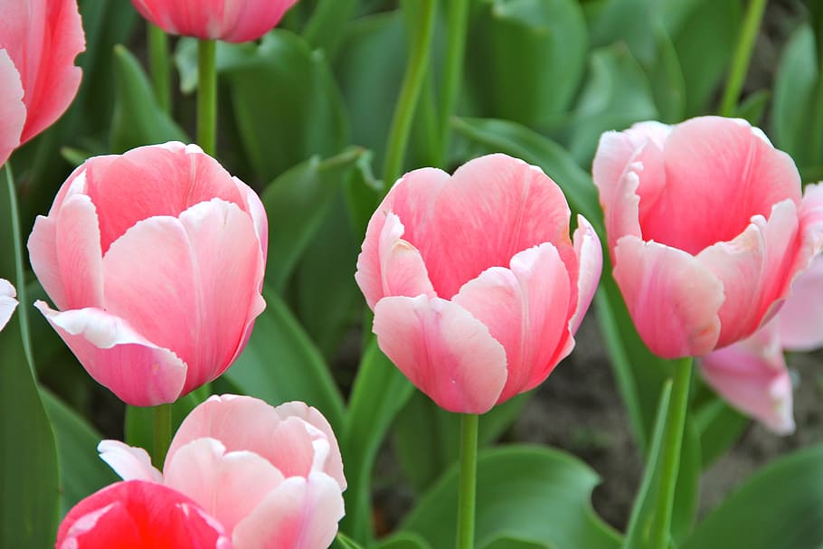 flowers, tulips, spring, flowering plant, beauty in nature HD wallpaper
