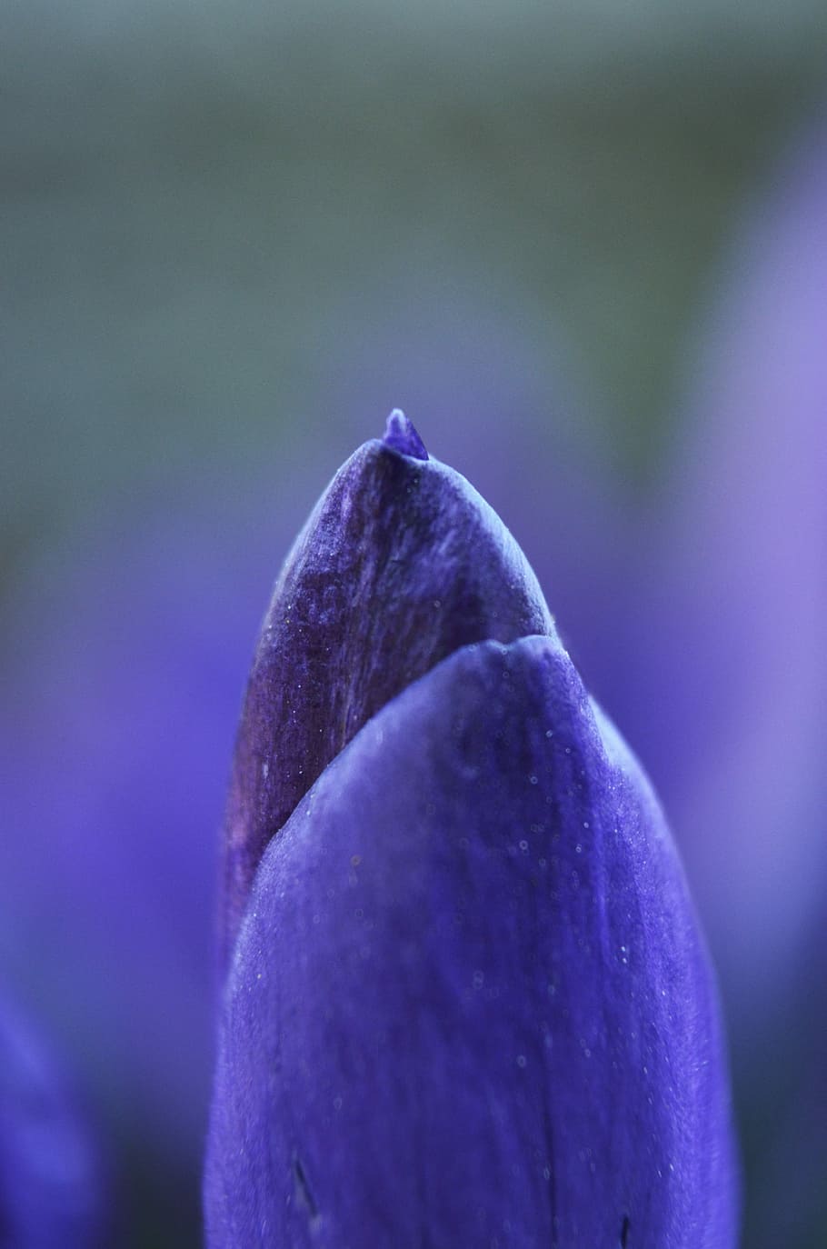 Crocus, Flower, Spring, Purple, Blossom, bloom, freshness, no people HD wallpaper