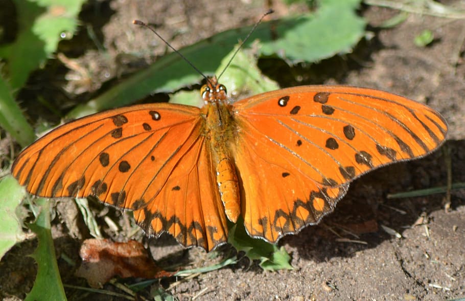 butterfly, nature, orange, animal wing, invertebrate, butterfly - insect HD wallpaper