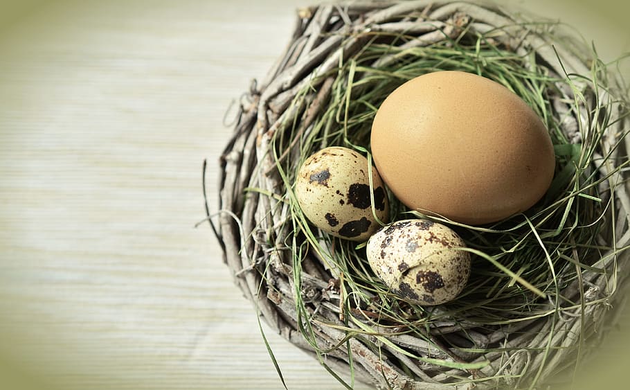 brown egg and two quail eggs on nest, easter, easter nest, easter decoration HD wallpaper