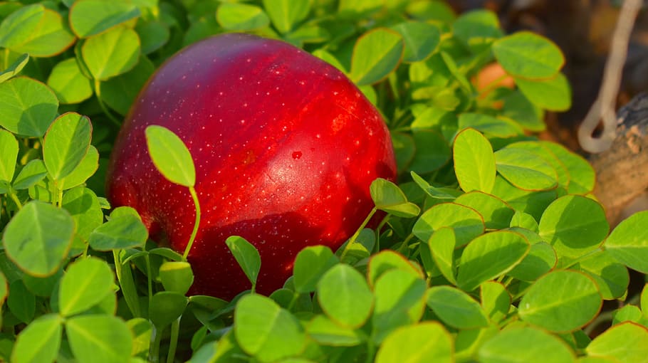 apple, red apple, malus, pomaceous, fruit, delicious, leaves HD wallpaper