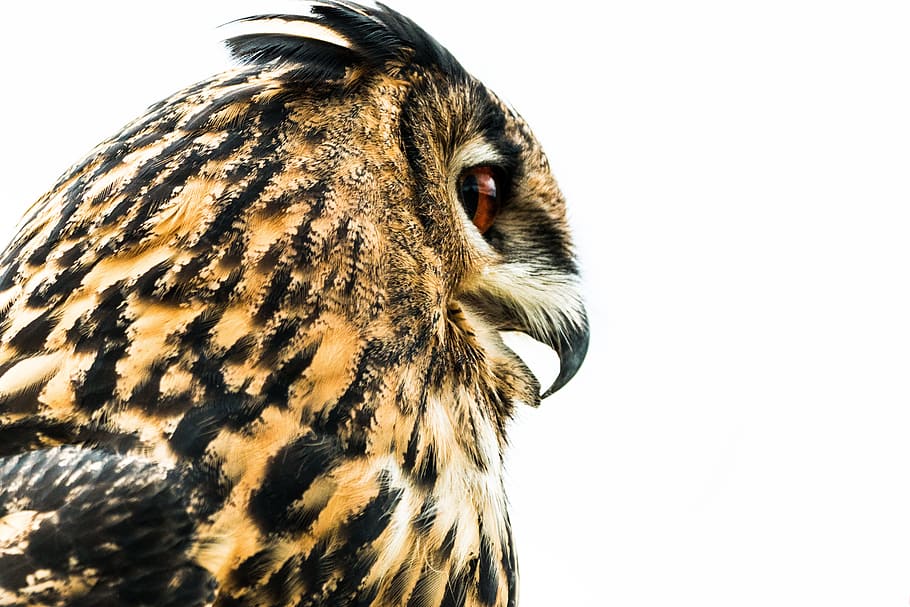 side view photo of owl, Eagle Owl, Bubo Bubo, Bird, Feather HD wallpaper