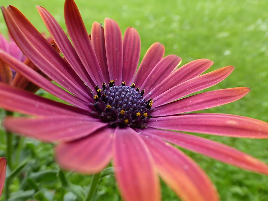 Flower, Pink, Bloom, Daisy, Macro, Petal, nature, plant, blossom HD wallpaper