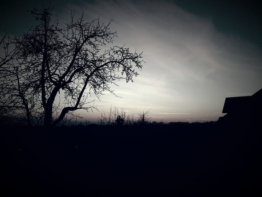 Tree, View, Landscape, Sunset, Dawn, silhouette, no people HD wallpaper