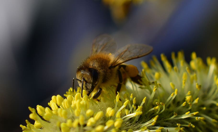 bee, macro, insect, plant, pollen, frühlingsanfang, pollination HD wallpaper