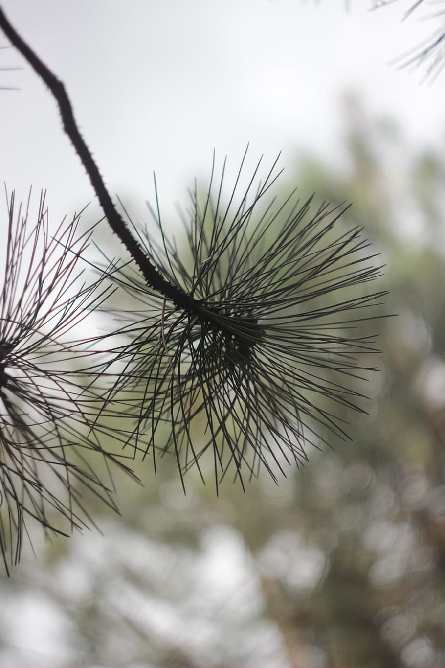branch, pine branch, coniferous tree, nature, needles, plant HD wallpaper
