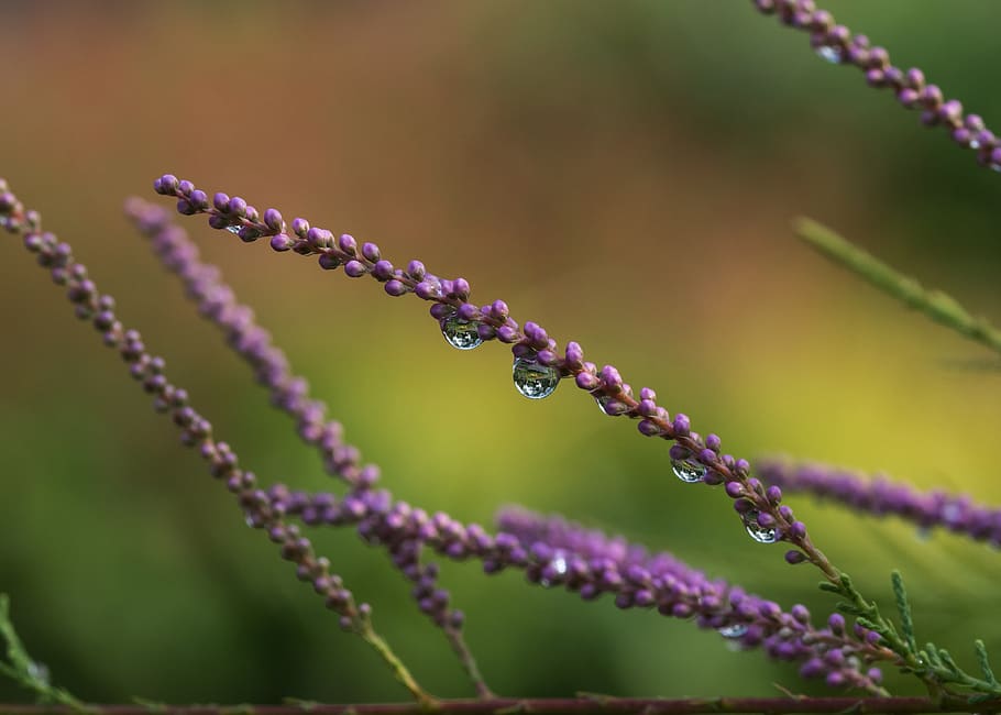 shrub, tamarix, flowers, plant, beauty in nature, growth, close-up HD wallpaper