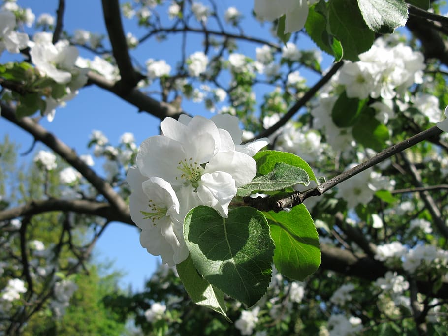 apple tree, flowers, blooming apple tree, flowering tree, flowering trees HD wallpaper