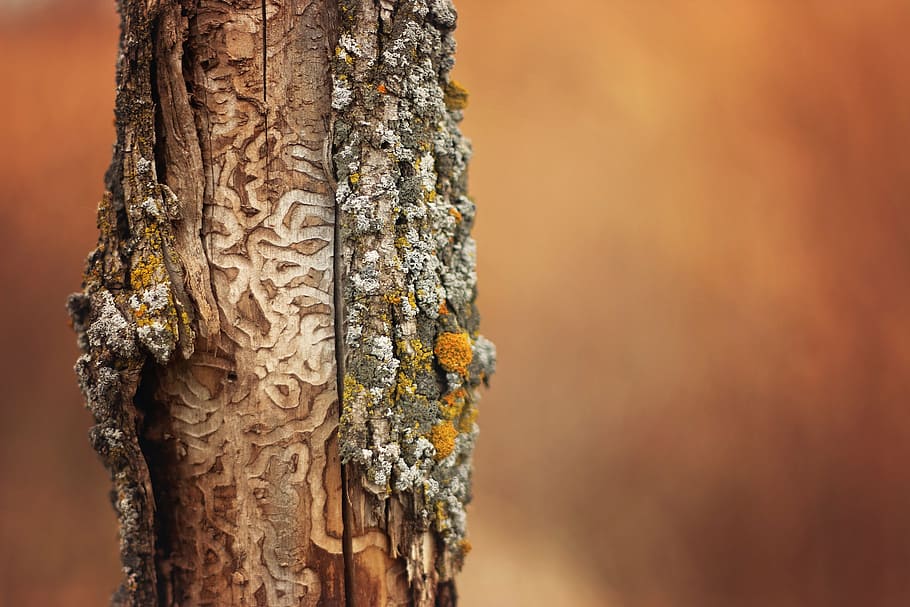 tree, deer, markings, fall, autumn, animal, antlers, colorful HD wallpaper