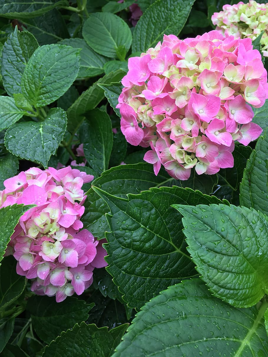 hydrangea, pink, flower, blossom, nature, summer, plant, floral HD wallpaper