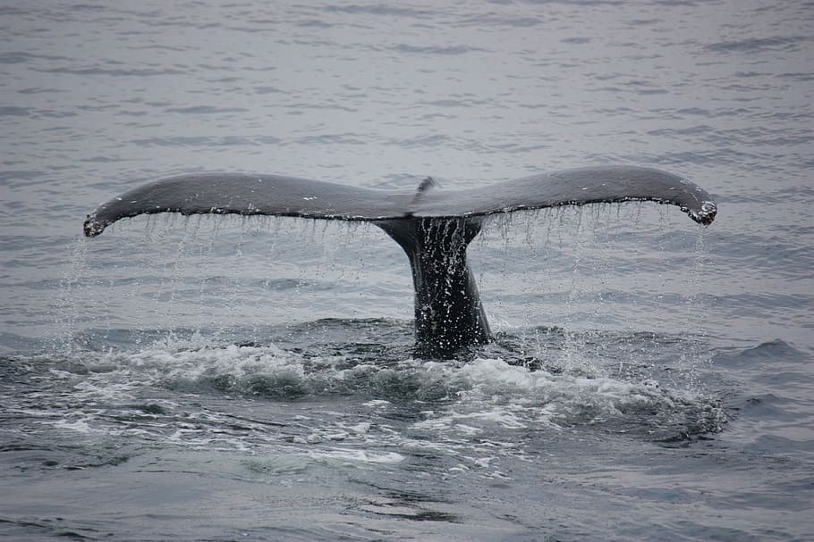 whale tale, whales, animals, fin, tail, big fish, animal wildlife HD wallpaper