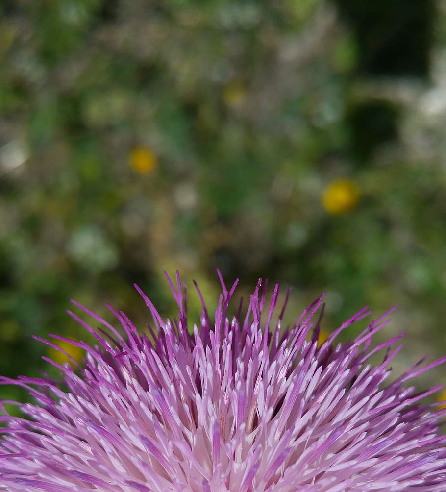 Background, Wall Paper, Wallpaper, beautiful, nice, super, purple HD wallpaper