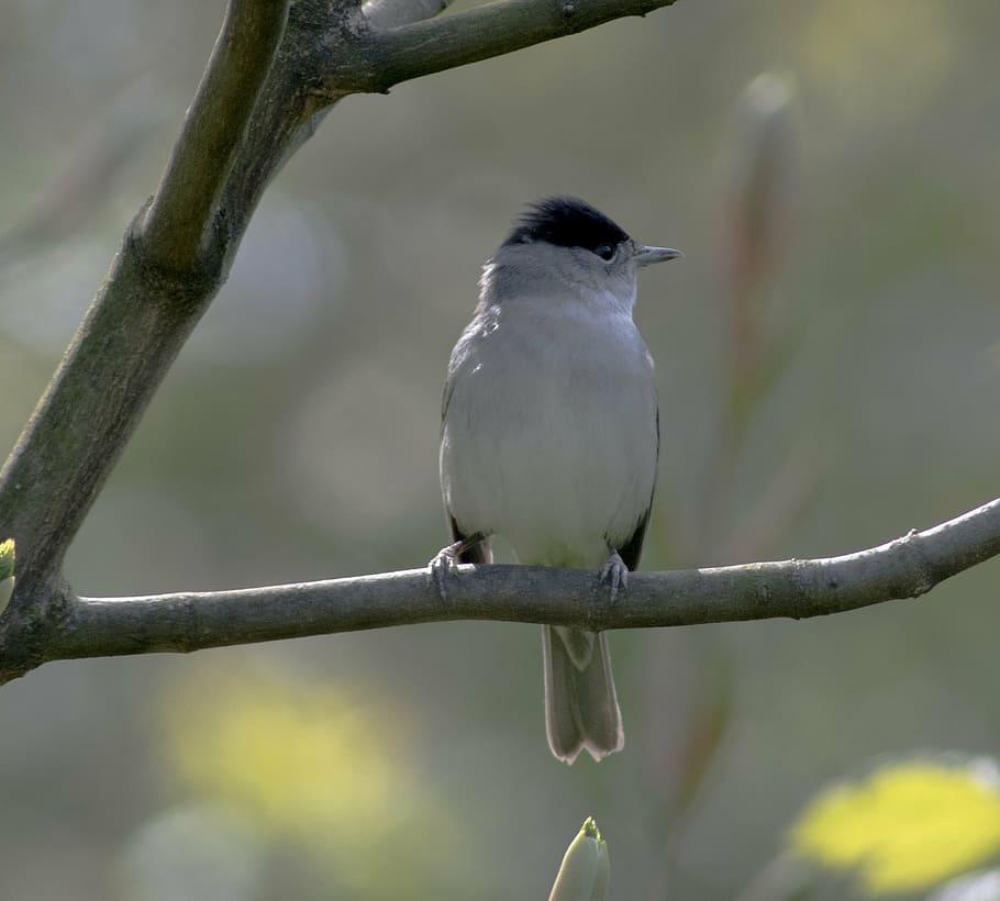 blackcap, bird, tree, animal wildlife, vertebrate, animals in the wild HD wallpaper