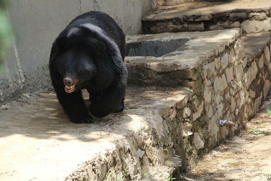 black bear, indian bear, omnivore, asiatic bear, himalayan bear, HD wallpaper