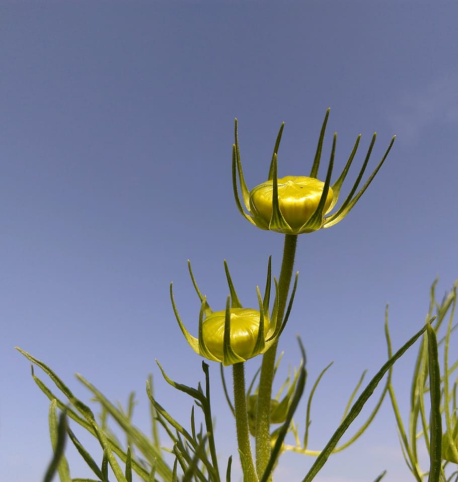 bud, flower, garden, spring, macro, close, nature, no people HD wallpaper