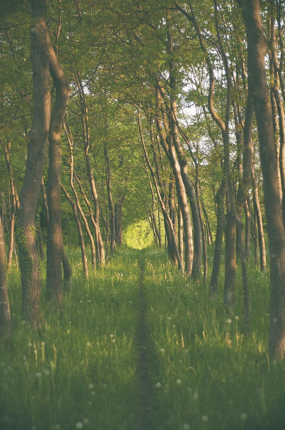 green grasses and tall trees during daytime, narrow pathway between tall trees HD wallpaper