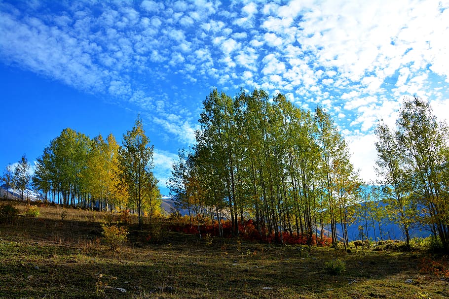 green trees under blue sky, turkey, autumn, season, nature, beautiful, HD wallpaper