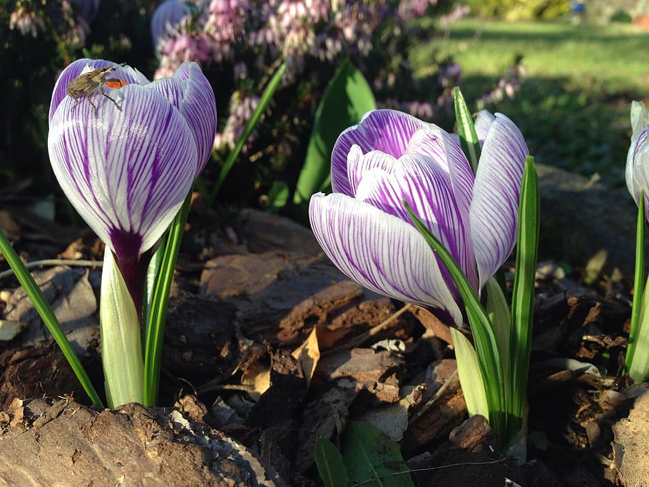 crocus, early bloomer, insect, freshness, vulnerability, fragility HD wallpaper