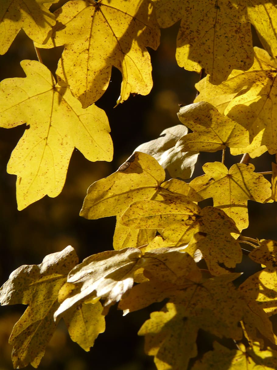field maple, acer campestre, deciduous tree, golden autumn