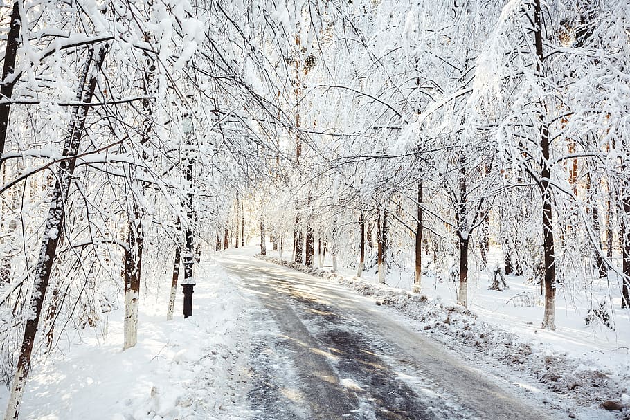 winter, snow, coldly, leann, weather, landscape, cold temperature HD wallpaper