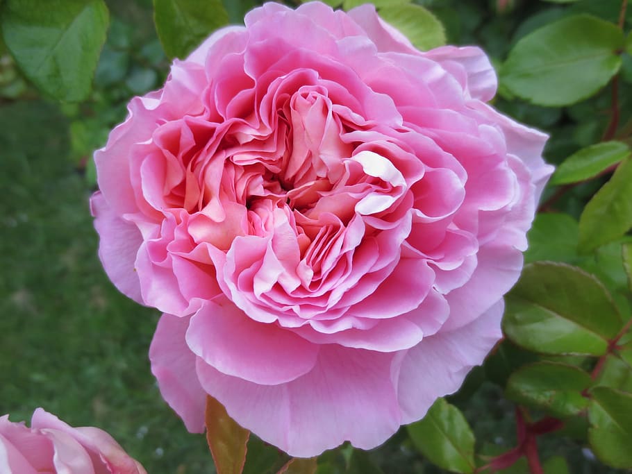 English rose 1080P, 2K, 4K, 5K HD wallpapers free download | Wallpaper ...