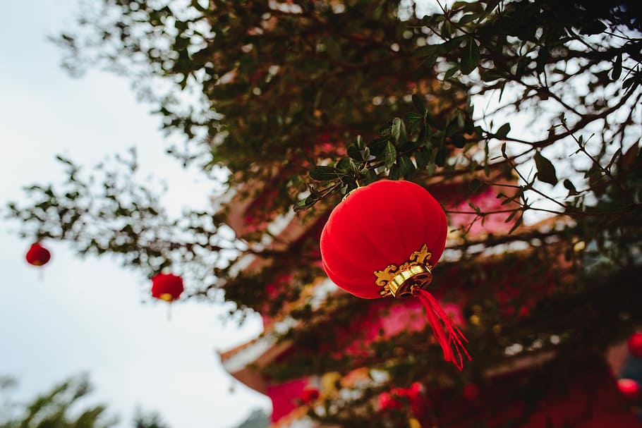 selective focus photography of red lantern hanging on tree near pagoda HD wallpaper