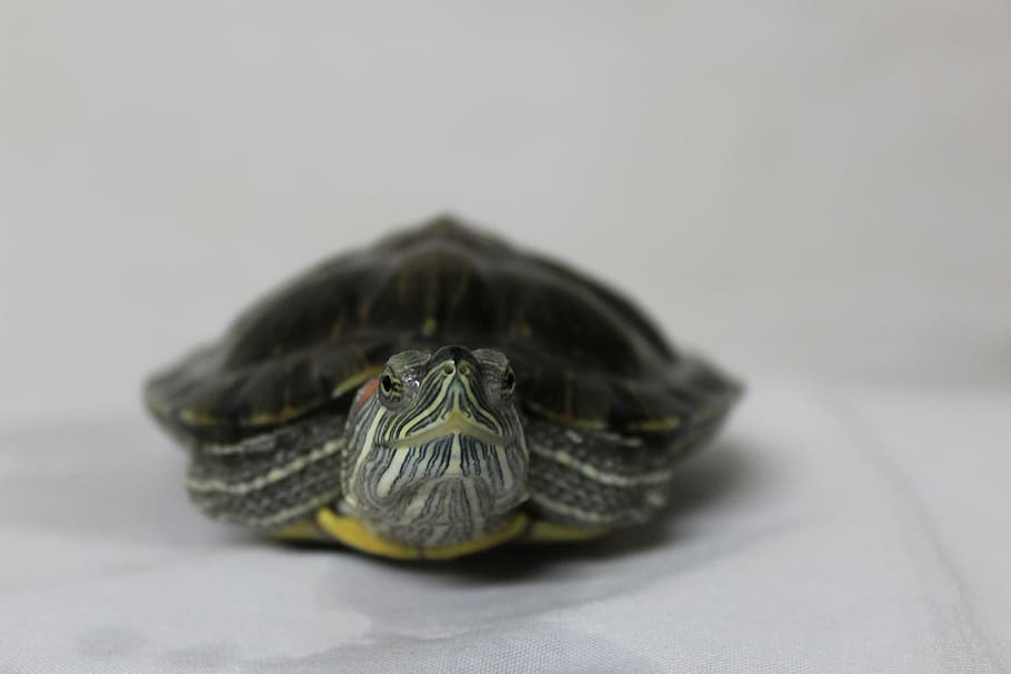 turtle, looking, animal, tortoise, nature, reptile, happy, amphibian HD wallpaper